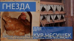 Гнезда для кур