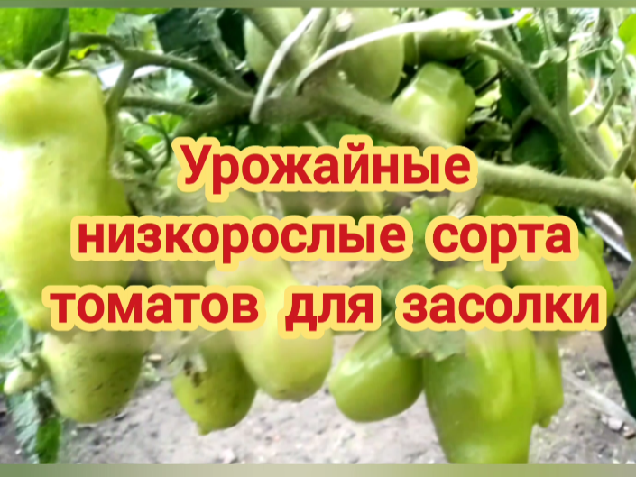 Урожайные низкорослые сорта томатов для засолки