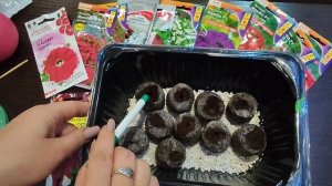 Сею петунию в торфяные таблетки.