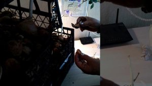 Спасение выброшенных луковиц тюльпанов