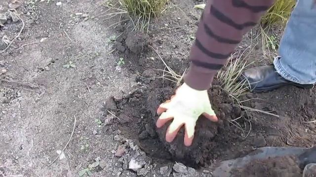 Чуфа или земляной миндаль - урожай