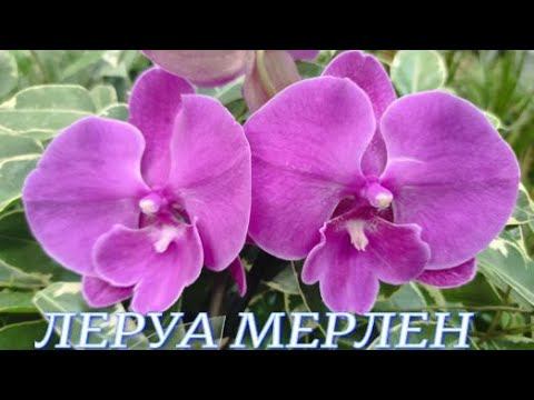 №806/ СВЕЖАЯ поставка РОСКОШНЫХ орхидей в ЛЕРУА МЕРЛЕН .