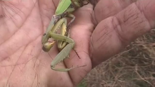 Нашёл богомола 26 ноября смотреть онлайн