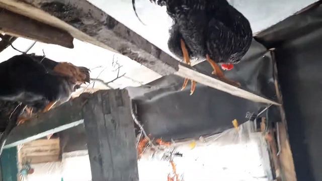 Оставила их на веранде в -12°. Ночью обещают -10°, завтра +1°. Вот такое 5 января. смотреть онлайн