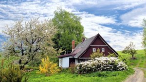 Деревья, которые лучше не сажать возле дома
