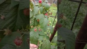 Урожай малины "Бабье лето-2" 1-го октября 2019 года Подмосковье