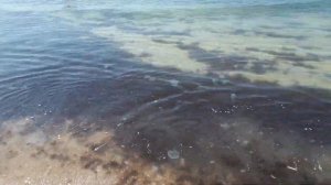 Каждый найдет то, что хочет. Кирилловка Федотова Коса на 16 августа