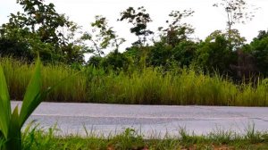 Cлоны на Пхукете