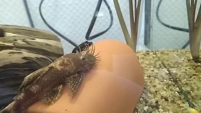 Из икры ампулярии проклюнулись первые улитки. Еще раз отсадил моллинезию лирохвостую на нерест. смотреть онлайн