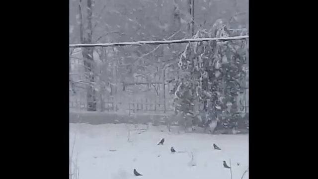 Краснодар.Зима.Грачи прилетели смотреть онлайн