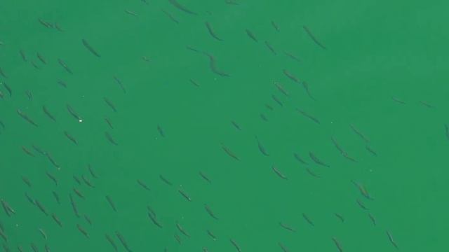 Чуларка на донку на море