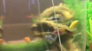 Запуск рыбок в аквариум. Наконец-то рыбки! Кого я купила? Зоопокупки.  #рыбки #аквариум