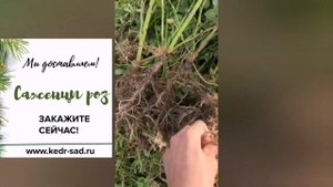 Сибирские розы. Саженцы сортовых роз. Кедр Сад