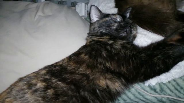 Отдых в палатке. смотреть онлайн