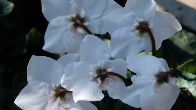 ФЕИТЕ ✿ НАРЕЧЕНИ ЦИКЛАМИ смотреть онлайн