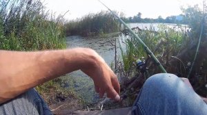 Самая лучшая наживка на ЛИНЯ . Мифы о наживке .. / FISHING MYTHS /