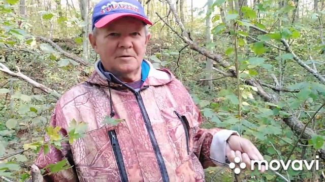 Рядовка в Майкопе пошла- (дымчатая) 29.10.2020 смотреть онлайн