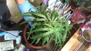 Лечим циперус от ржавчины