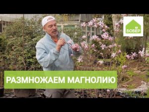 Как правильно размножать магнолию