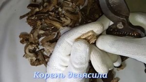 Корень девясила.