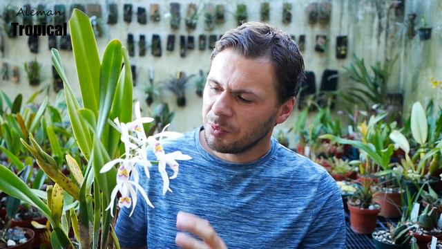 Cattleya iricolor - Orchideen Pflege leicht gemacht! смотреть онлайн