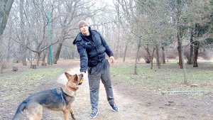 Немецкая овчарка Дрессировка немецкой овчарки Как дрессировать немецкую овчарку Занятие с овчаркой