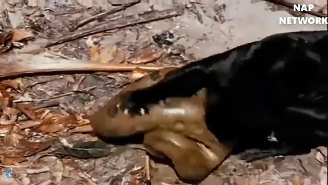 Big Cat Powerful Become Prey Of The Giant Anaconda Wild Animal Attacks смотреть онлайн
