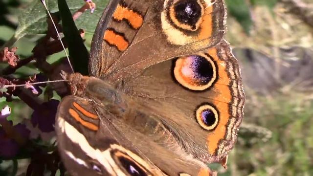 Closeup Look at a Common Buckeye Butterfly on Butterfly Bush. смотреть онлайн