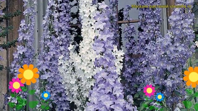 Колокольчик пирамидальный. Краткий обзор, описание характеристик, где купить campanula pyramidalis смотреть онлайн