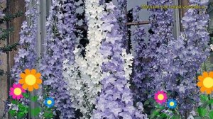 Колокольчик пирамидальный. Краткий обзор, описание характеристик, где купить campanula pyramidalis