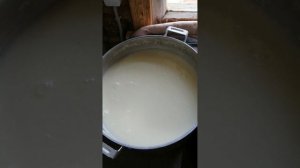 Сыворотка из козьего молока - полезные свойства.