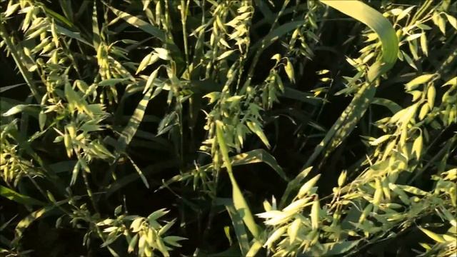 Посевы овса часть 2 смотреть онлайн