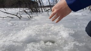 Ловля Плотвы на БЕЗМОТЫЛКУ в Корягах . Зимняя рыбалка по последнему льду !