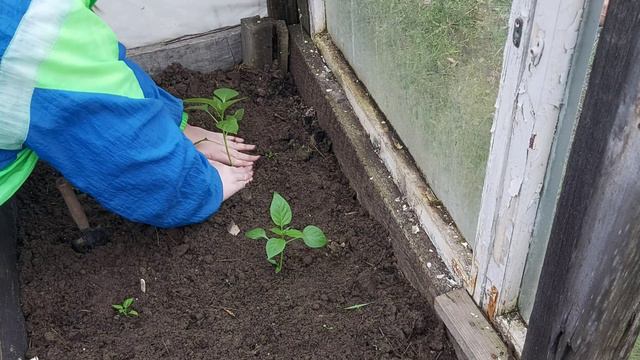 Пересадка томатов и перцев в теплицу //Как я пересаживаю?/ удобрения