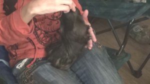 морская свинка Блэкки башенка лето2021