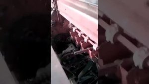 сеем люцерну и овес, на поле отец, дядя Риф и я.
