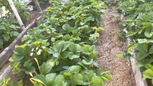 Обработка клубники хелатом кальция для сладости и от гнили .