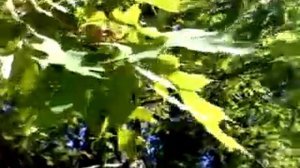 Красный дуб