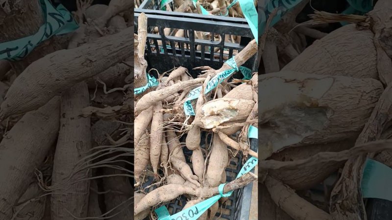 Первое моё хранение клубней георгин не совсем увенчалось успехом... Дачная жизнь.