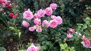 The Endeavour  - David Austin Rose