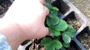 кассетная рассада клубники.