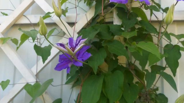 Клематисы и вейгела смотреть онлайн