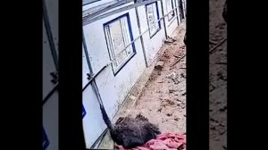 СТРАУС ОТОРВАЛ СЕБЕ ГОЛОВУ!!!!