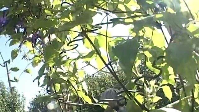 Обустраиваем водоем для лягушек. В саду Тамары Ильиничны Шахно. смотреть онлайн