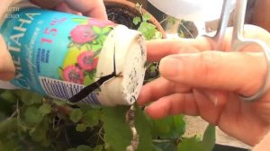 Перевалка растения: аккуратное извлечение земляного кома из горшка.