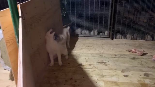 Алабаи Крыма I Наши выпускники в Сочи Обустройство вольера по взрослому смотреть онлайн