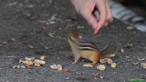 Кормление двух весёлых бурундуков - Feeding chipmunks