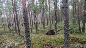 Полигон Гаврилово Грибы Карельского леса