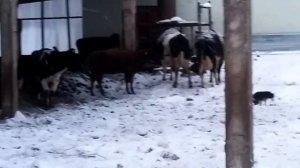 Злая корова 2.))) Зита год спустя.