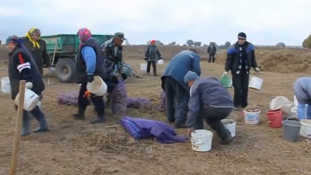 Переборка картошки в ОАО "Отор" смотреть онлайн